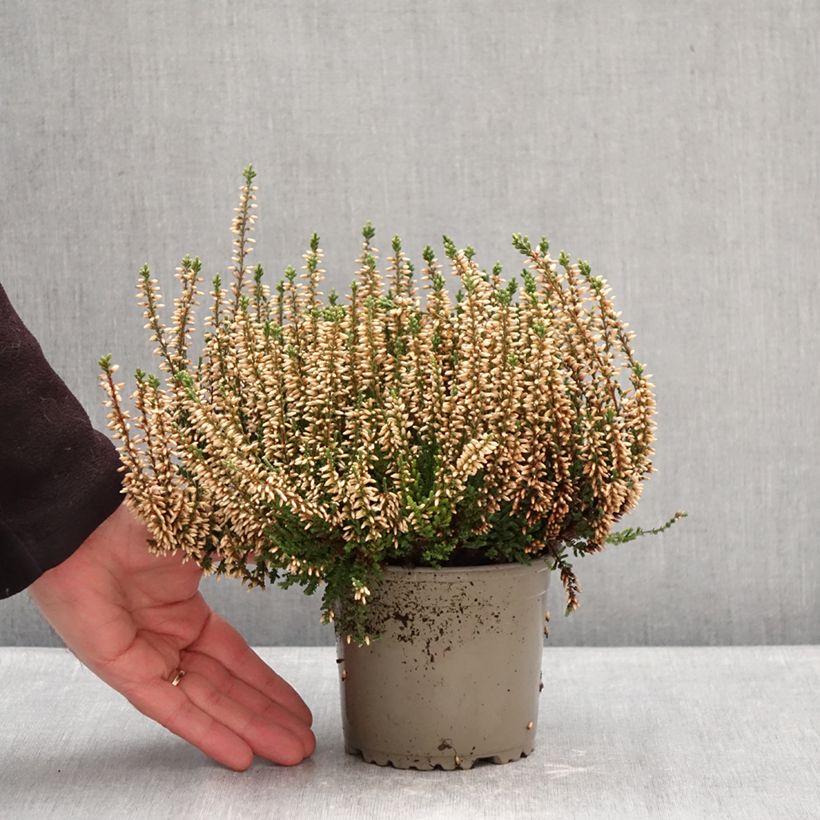 Calluna vulgaris Garden Girls Alicia - Brecina Maceta 1L/1,5L Ejemplar entregado en invierno