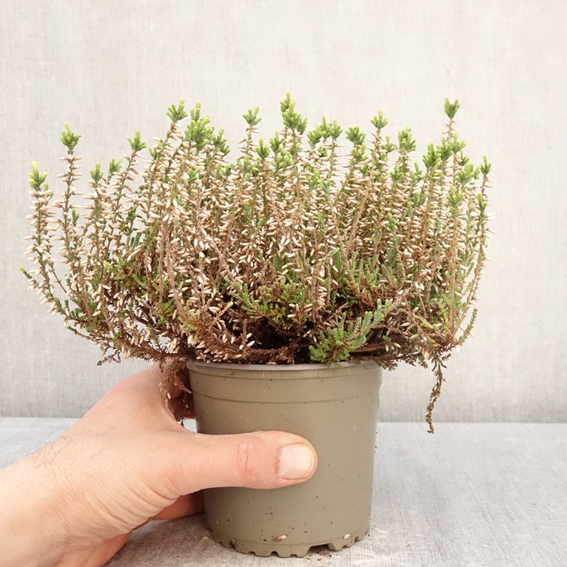 Calluna vulgaris Garden Girls Alicia - Brecina Maceta 1L/1,5L Ejemplar entregado en la primavera