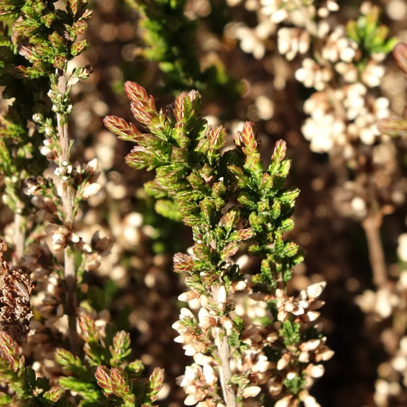 Calluna vulgaris Garden Girls Amethyst - Brecina (Follaje)
