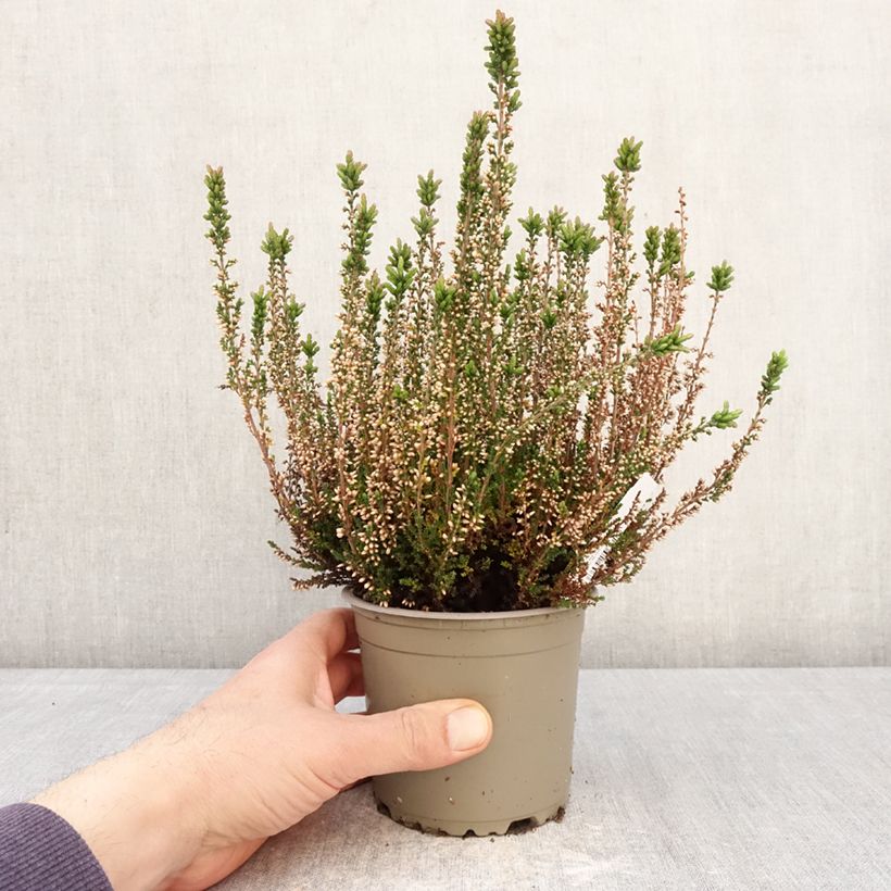 Calluna vulgaris Garden Girls Amethyst - Brecina Maceta 1L/1,5L Ejemplar entregado en la primavera