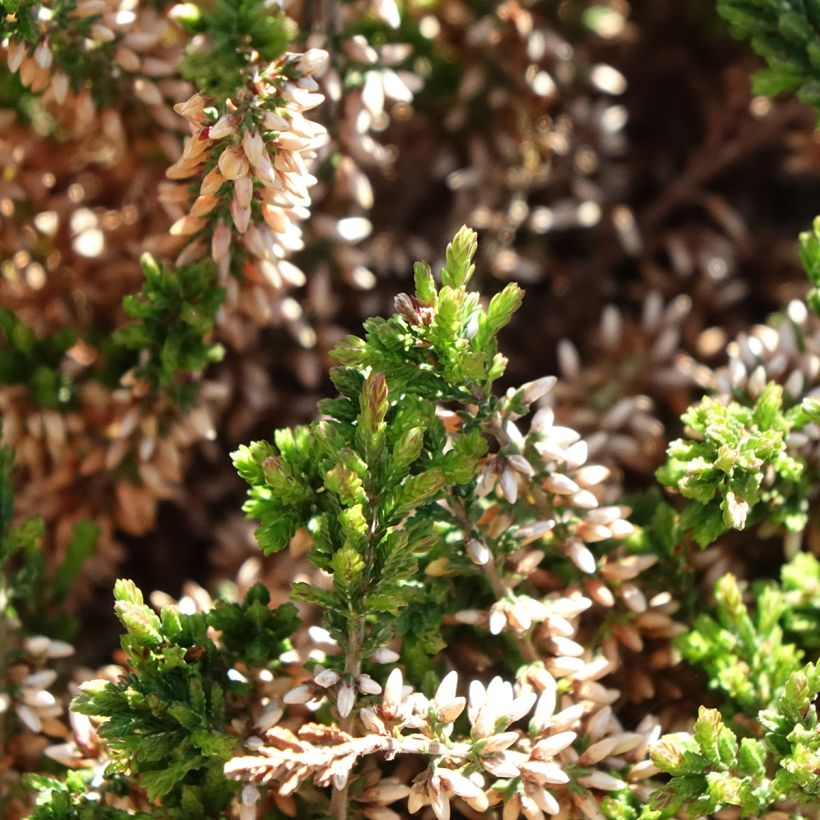 Calluna vulgaris Garden Girls Angie - Brecina (Follaje)