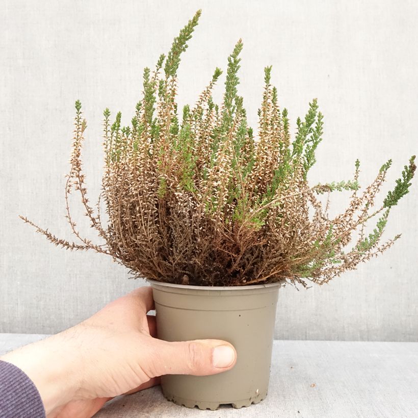 Calluna vulgaris Garden Girls Angie - Brecina Maceta 1L/1,5L Ejemplar entregado en la primavera