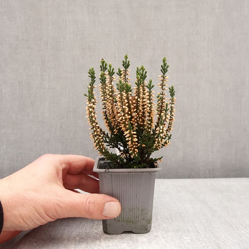 Calluna vulgaris Garden Girls Bettina - Brecina Maceta de 8/9 cm Ejemplar entregado en invierno