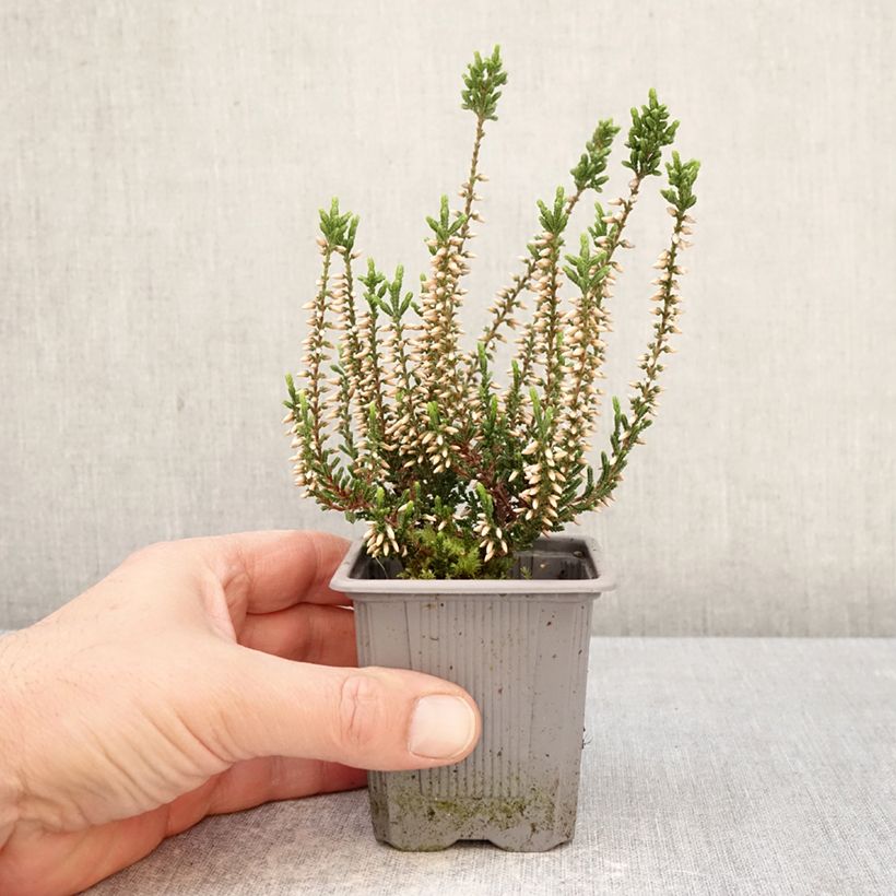 Calluna vulgaris Garden Girls Bettina - Brecina Maceta de 8/9 cm Ejemplar entregado en la primavera