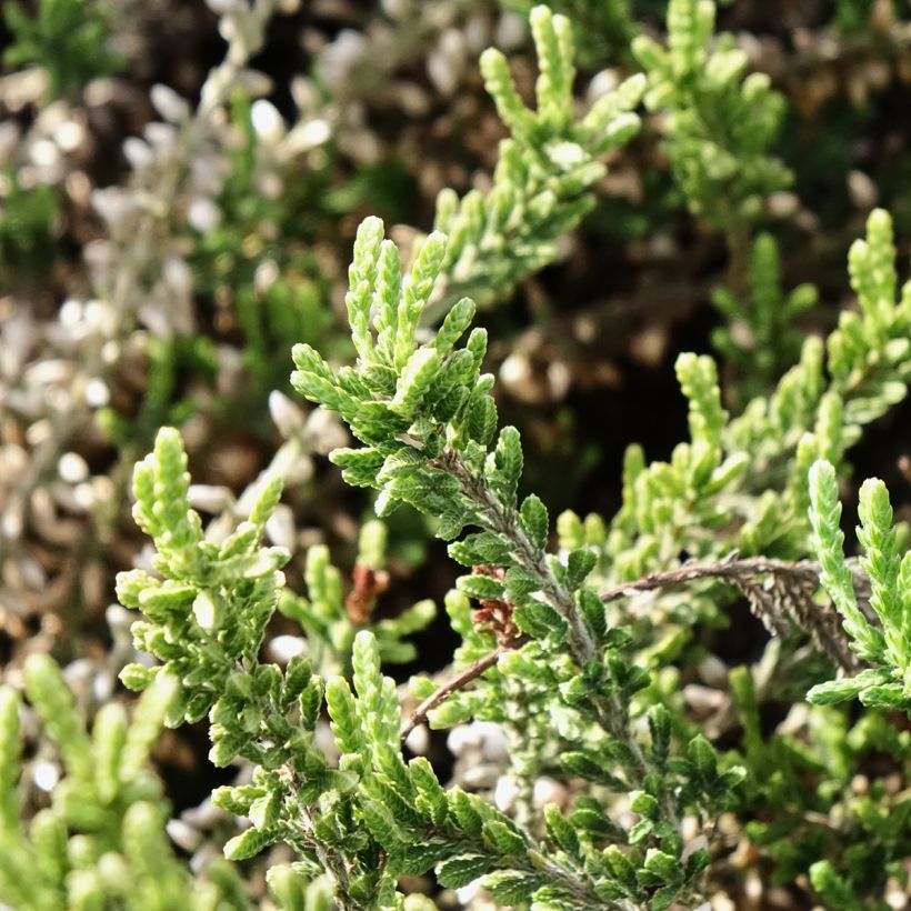 Calluna vulgaris Garden Girls Bettina - Brecina (Follaje)