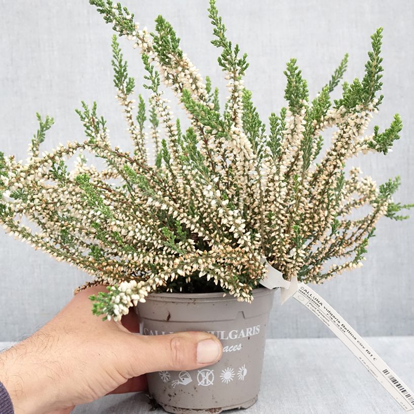 Ejemplar de Calluna vulgaris Garden Girls Bettina - Brecina Maceta 1L/1,5L entregado en otoño