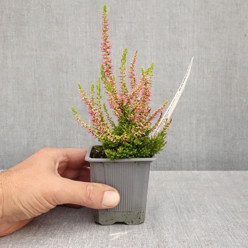Ejemplar de Calluna vulgaris Garden Girls Golden Angie - Brecina Maceta de 8/9 cm entregado en otoño