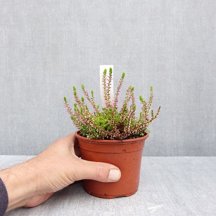 Ejemplar de Calluna vulgaris Garden Girls Golden Angie - Brecina Maceta 1L/1,5L entregado en otoño