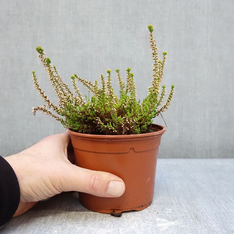 Calluna vulgaris Garden Girls Golden Angie - Brecina Maceta 1L/1,5L Ejemplar entregado en invierno