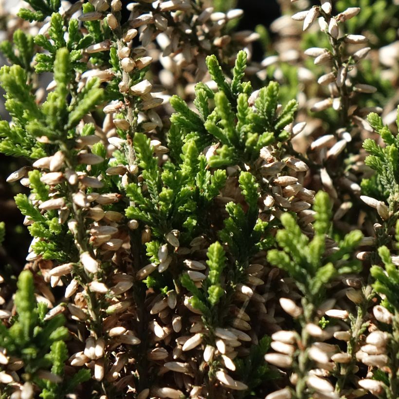 Calluna vulgaris Garden Girls Helena - Brecina (Follaje)