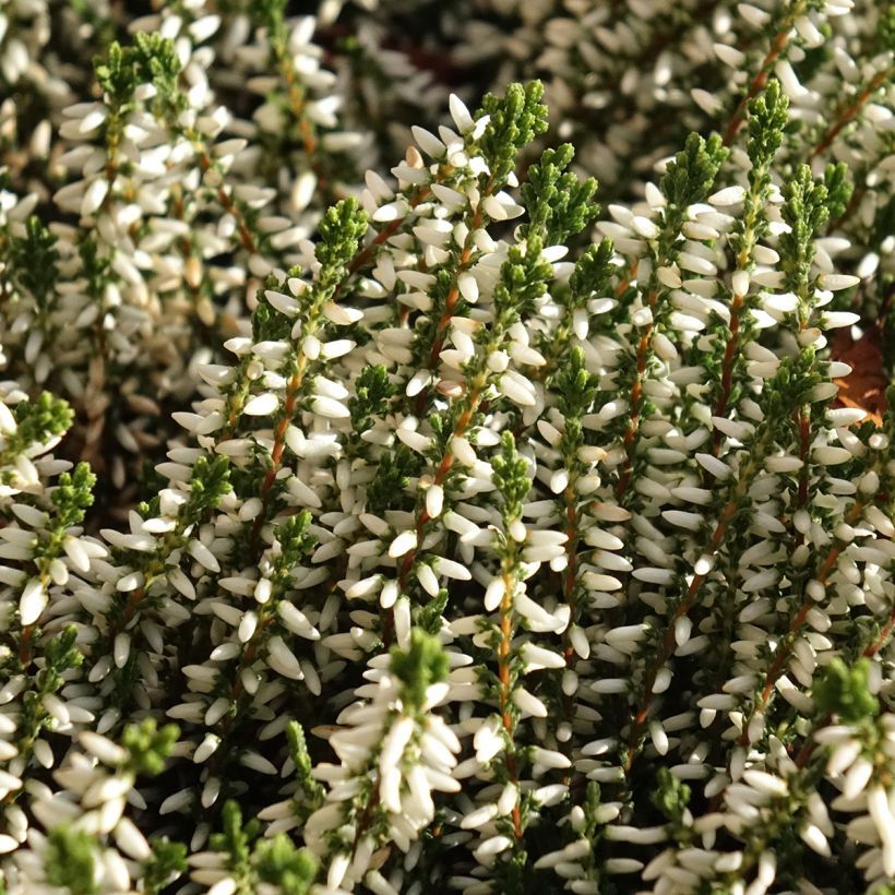 Calluna vulgaris Garden Girls Helena - Brecina (Floración)