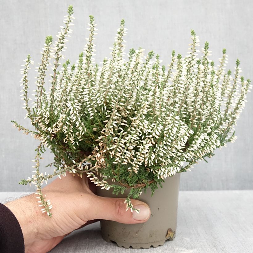 Ejemplar de Calluna vulgaris Garden Girls Helena - Brecina Maceta 1L/1,5L entregado en otoño