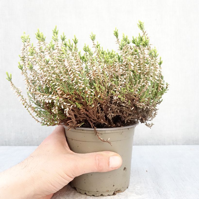 Calluna vulgaris Garden Girls Helena - Brecina Maceta 1L/1,5L Ejemplar entregado en la primavera