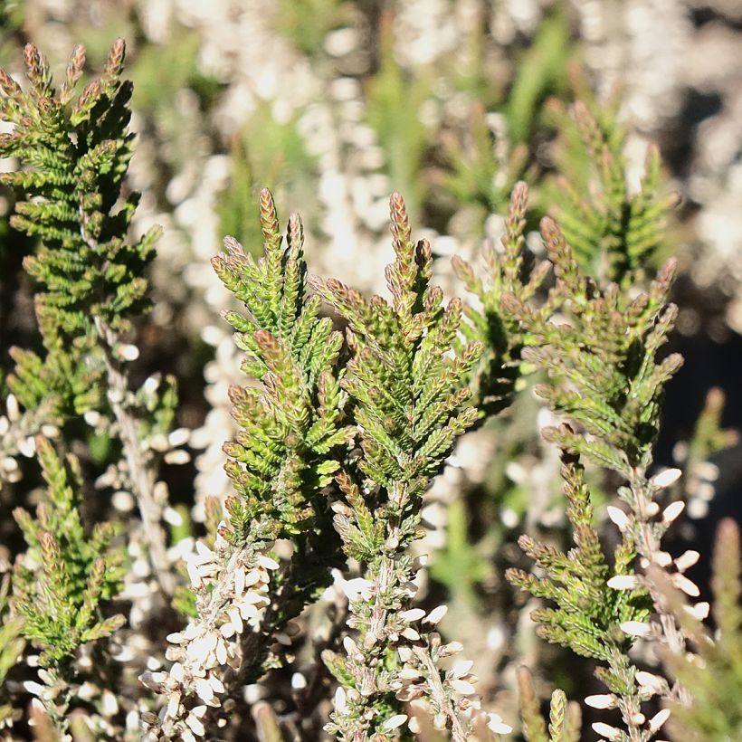Calluna vulgaris Garden Girls Lilli - Brecina (Follaje)