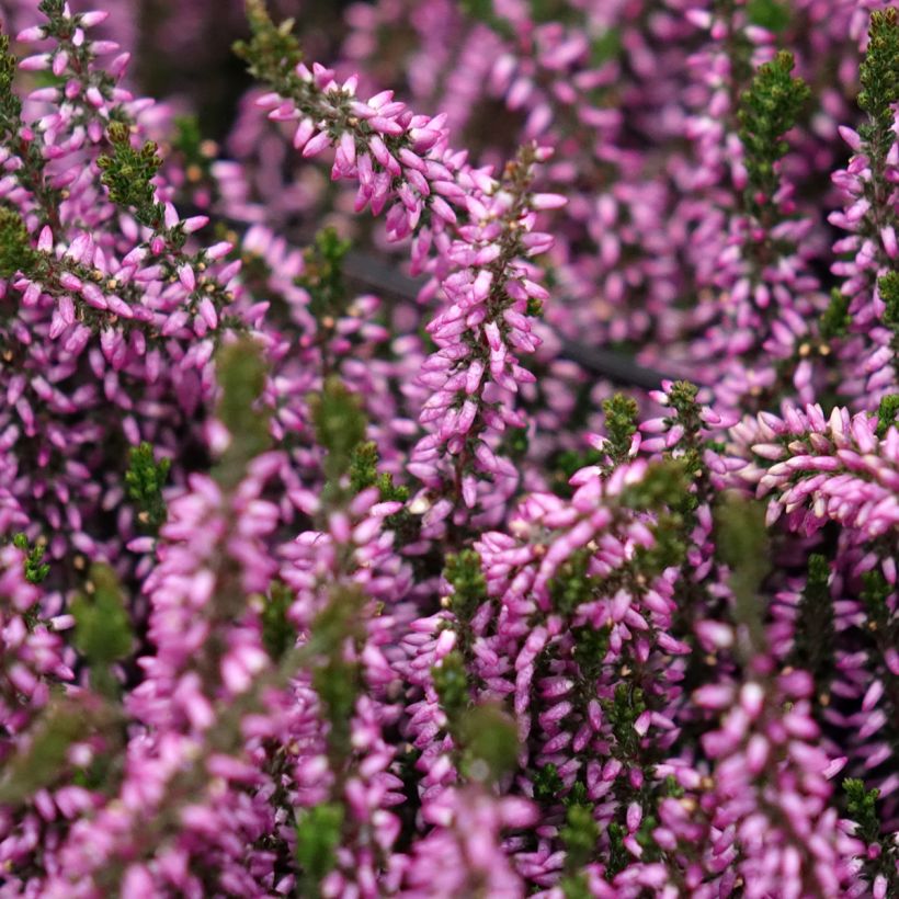 Calluna vulgaris Garden Girls Lilli - Brecina (Floración)