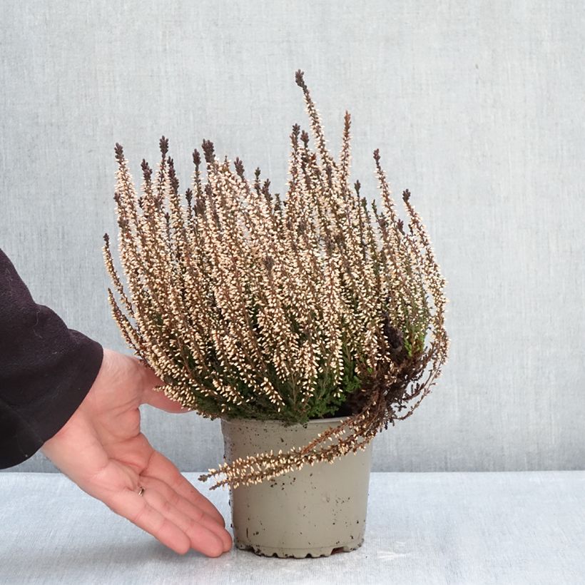 Calluna vulgaris Garden Girls Lilli - Brecina Maceta 1L/1,5L Ejemplar entregado en invierno