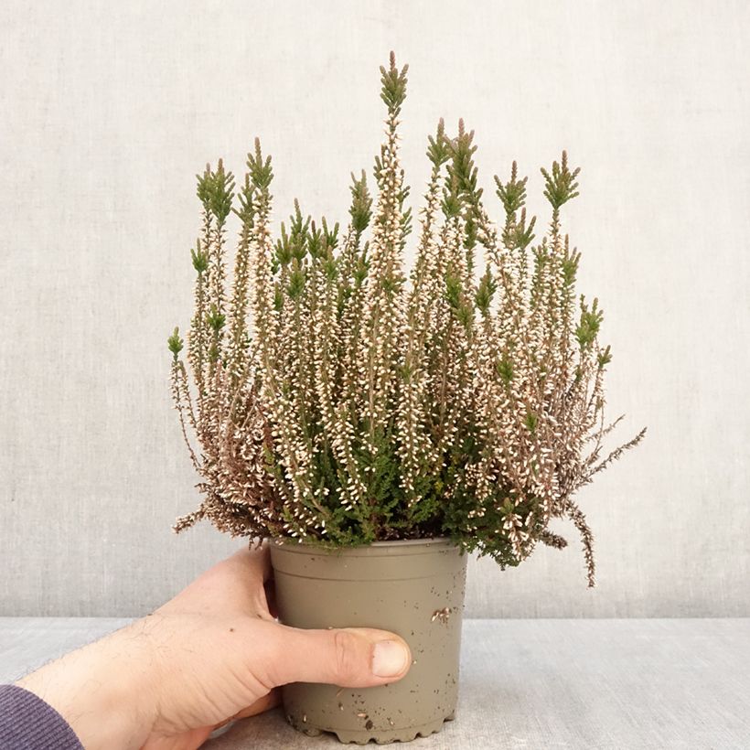 Calluna vulgaris Garden Girls Lilli - Brecina Maceta 1L/1,5L Ejemplar entregado en la primavera