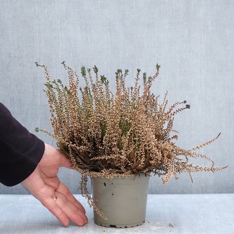 Calluna vulgaris Garden Girls Lioba - Brecina Maceta 1L/1,5L Ejemplar entregado en invierno