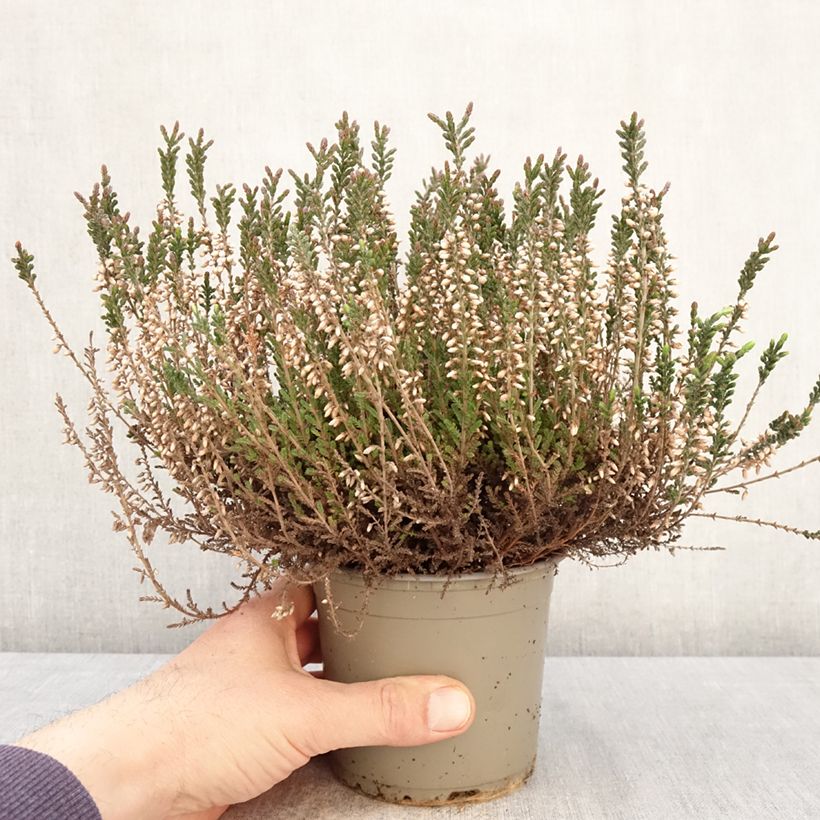 Calluna vulgaris Garden Girls Lisbeth - Brecina Maceta 1L/1,5L Ejemplar entregado en la primavera