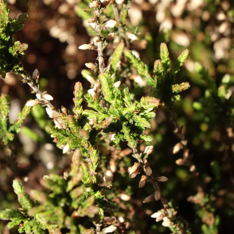 Calluna vulgaris Garden Girls Martina - Brecina (Follaje)