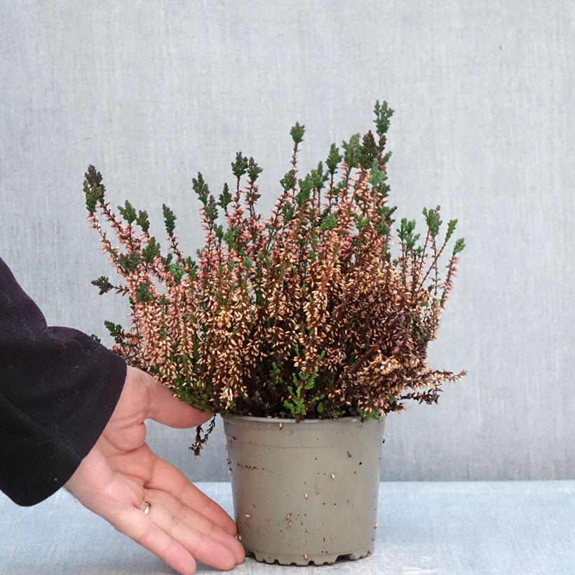 Calluna vulgaris Garden Girls Martina - Brecina Maceta 1L/1,5L Ejemplar entregado en invierno