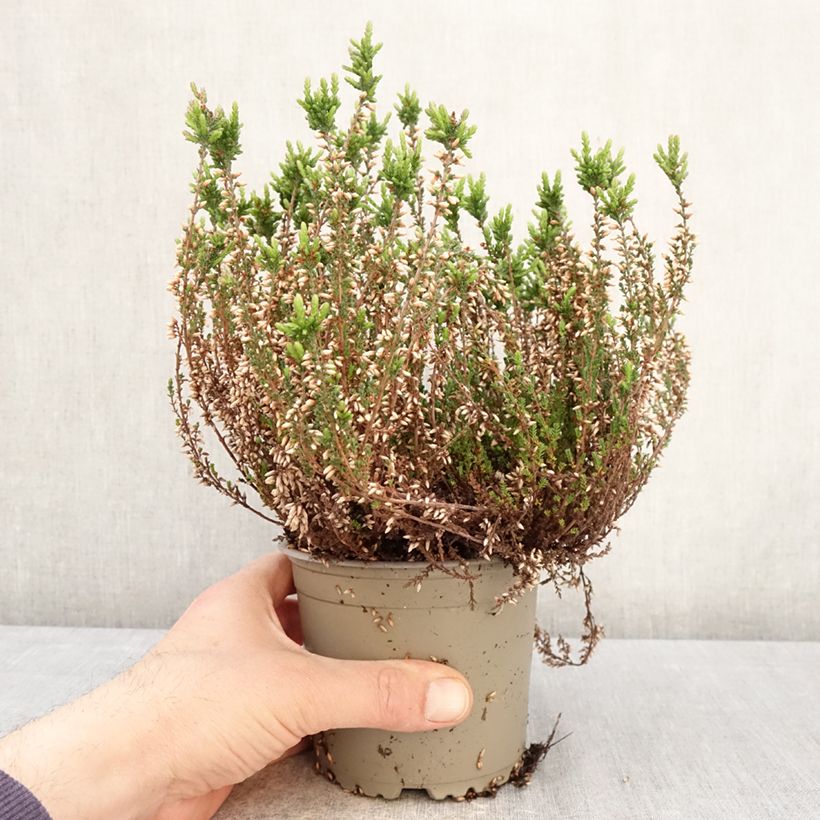 Calluna vulgaris Garden Girls Martina - Brecina Maceta 1L/1,5L Ejemplar entregado en la primavera