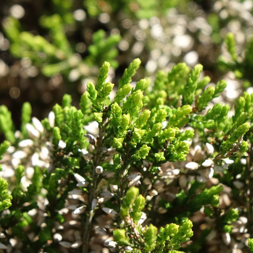 Calluna vulgaris Garden Girls Pink Angie - Brecina (Follaje)