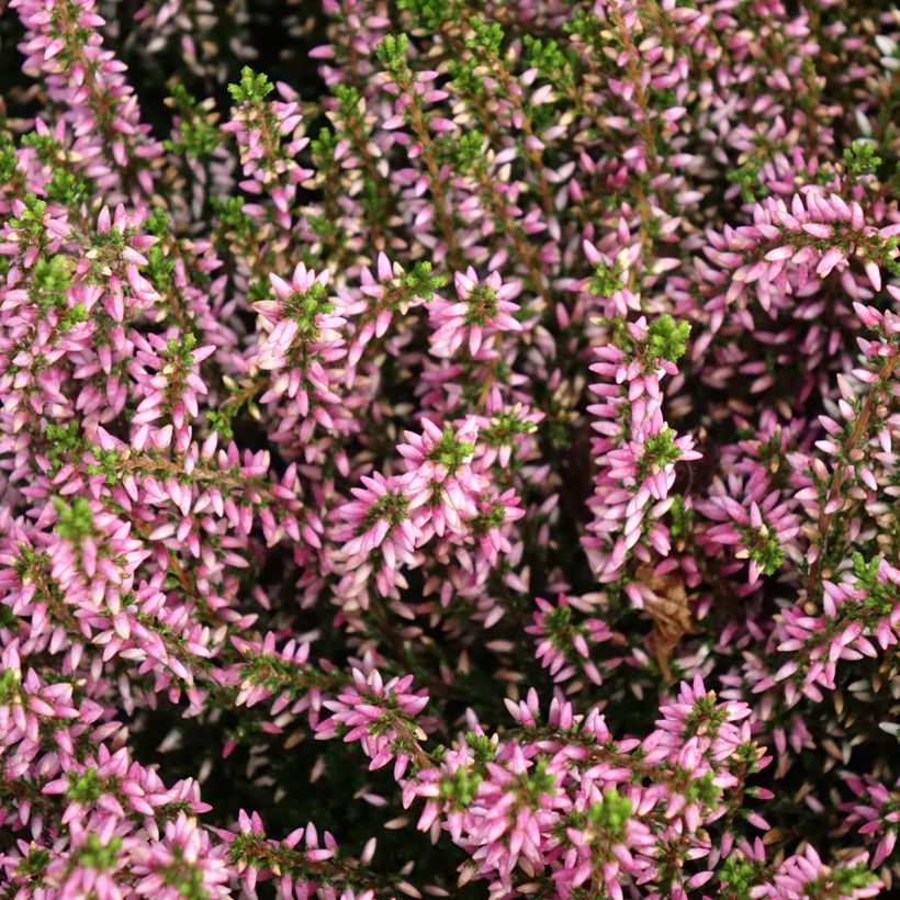 Calluna vulgaris Garden Girls Pink Angie - Brecina (Floración)