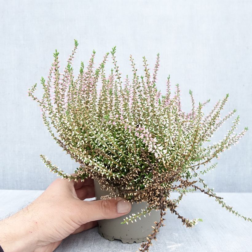 Ejemplar de Calluna vulgaris Garden Girls Pink Angie - Brecina Maceta 1L/1,5L entregado en otoño