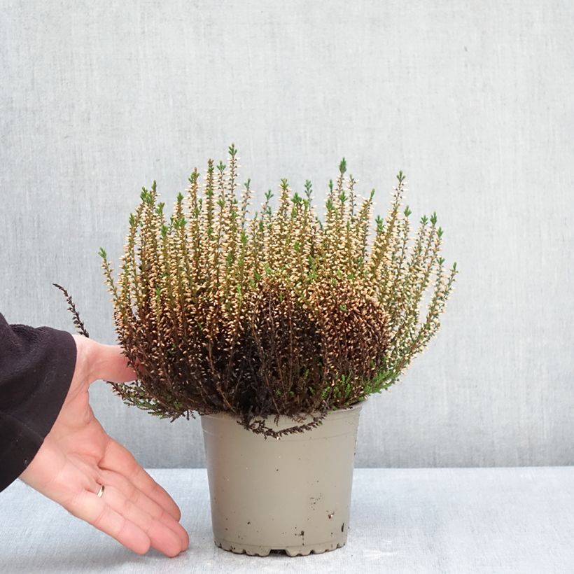 Calluna vulgaris Garden Girls Pink Angie - Brecina Maceta 1L/1,5L Ejemplar entregado en invierno