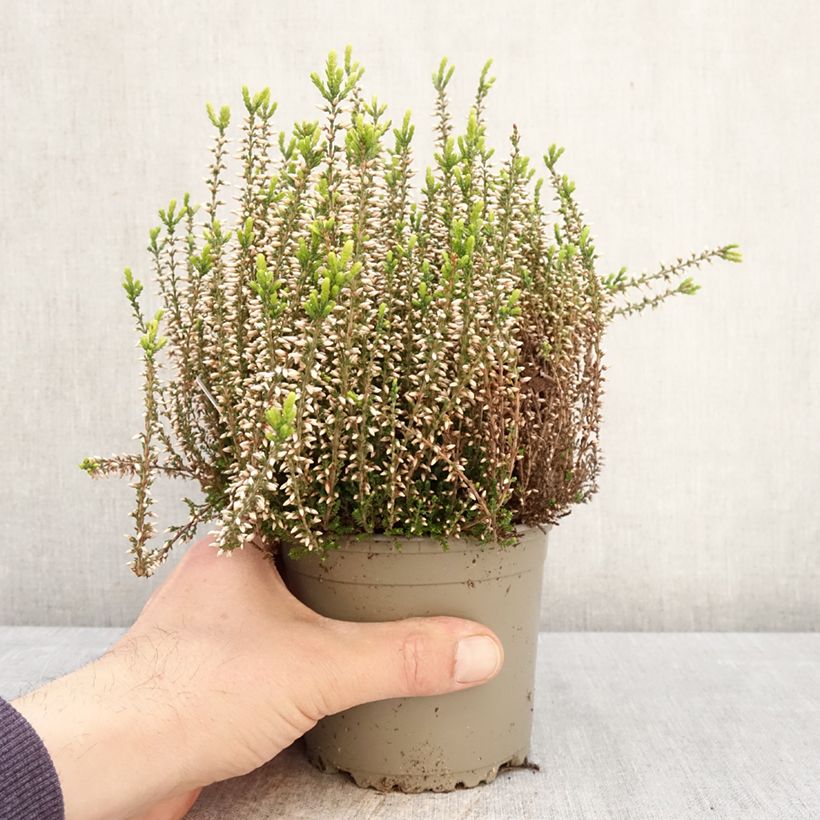 Calluna vulgaris Garden Girls Pink Angie - Brecina Maceta 1L/1,5L Ejemplar entregado en la primavera