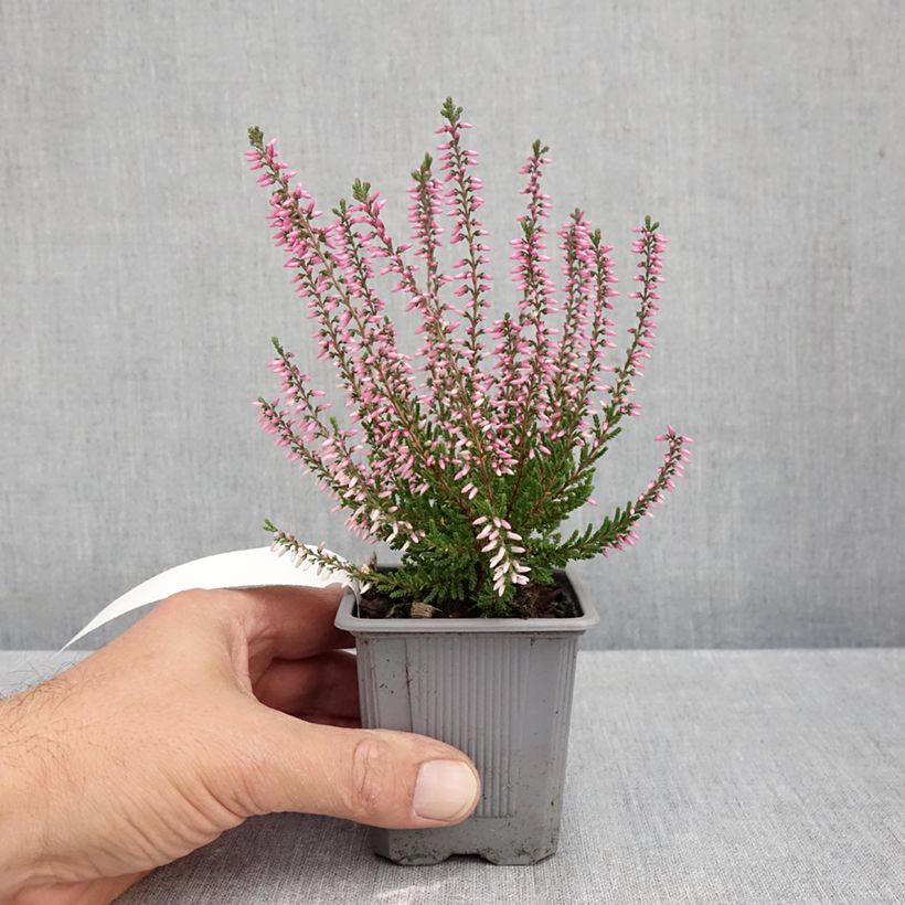 Ejemplar de Calluna vulgaris Garden Girls Pink Bettina - Brecina Maceta de 8/9 cm entregado en otoño