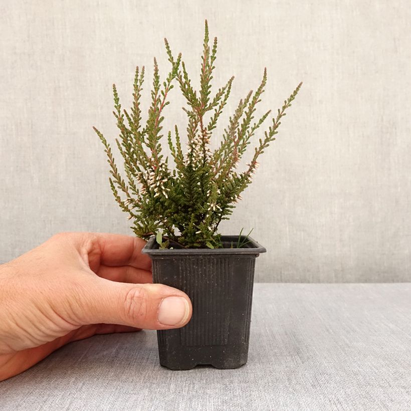 Calluna vulgaris Garden Girls Pink Bettina - Brecina Maceta de 8/9 cm Ejemplar entregado en la primavera