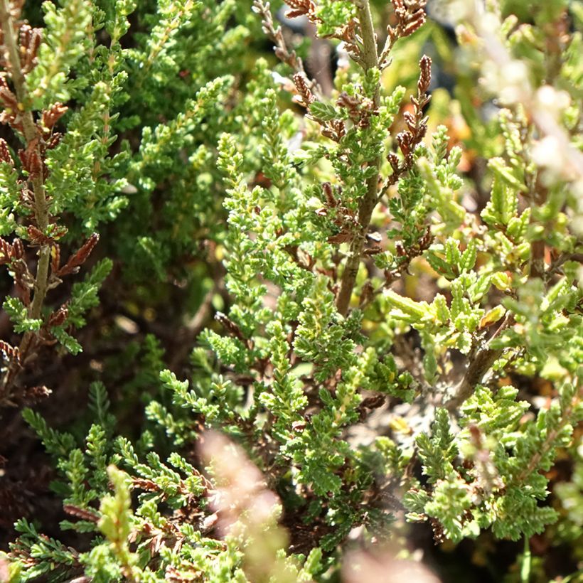 Calluna vulgaris Garden Girls Pink Bettina - Brecina (Follaje)