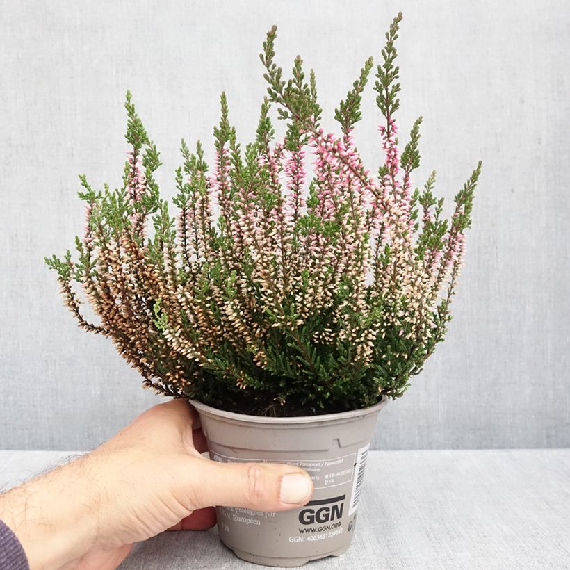 Ejemplar de Calluna vulgaris Garden Girls Pink Bettina - Brecina Maceta 1L/1,5L entregado en otoño