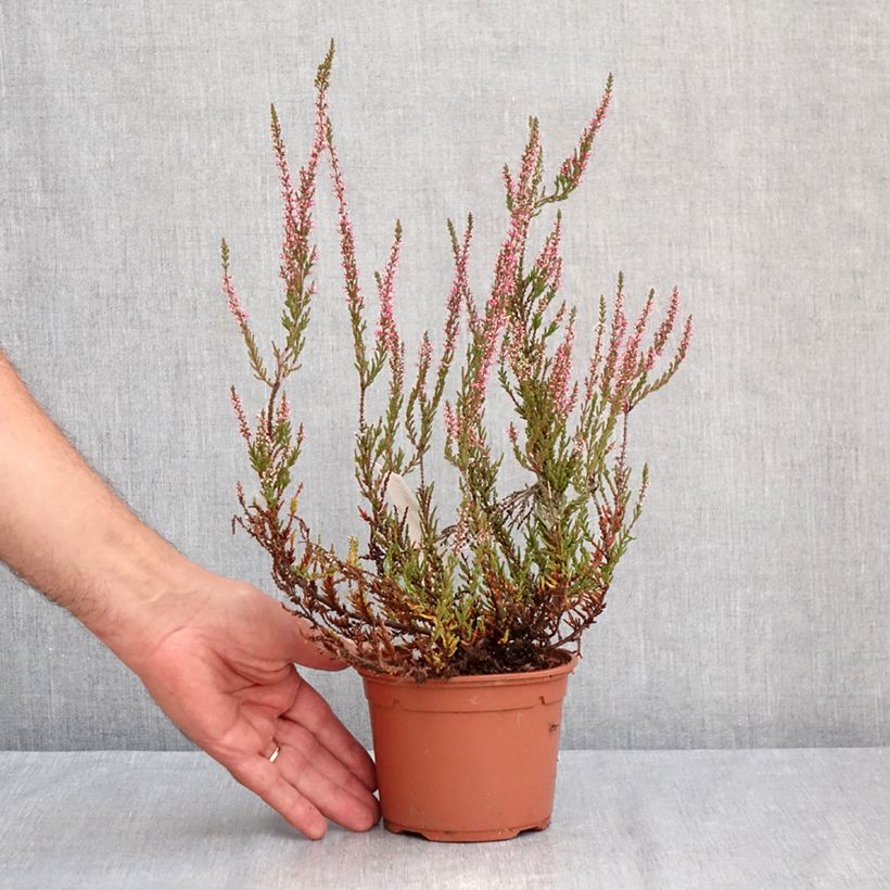 Ejemplar de Calluna vulgaris Garden Girls Pink Bettina - Brecina Maceta 1L/1,5L entregado en verano