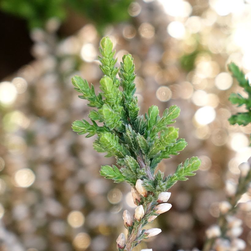 Calluna vulgaris Garden Girls Rosita - Brecina (Follaje)