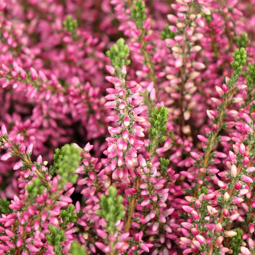 Calluna vulgaris Garden Girls Rosita - Brecina (Floración)