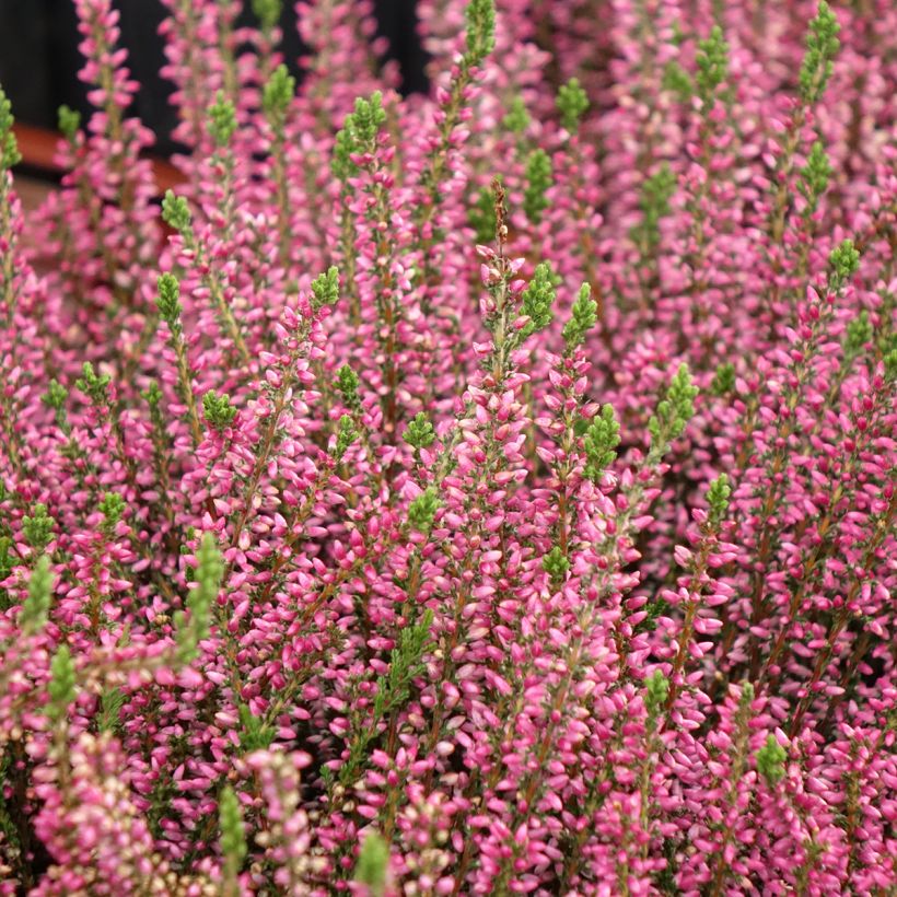 Calluna vulgaris Garden Girls Rosita - Brecina (Porte)