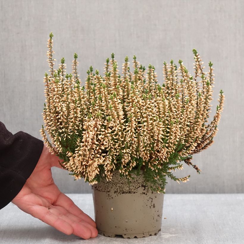 Calluna vulgaris Garden Girls Rosita - Brecina Maceta 1L/1,5L Ejemplar entregado en invierno