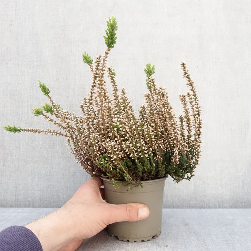 Calluna vulgaris Garden Girls Rosita - Brecina Maceta 1L/1,5L Ejemplar entregado en la primavera