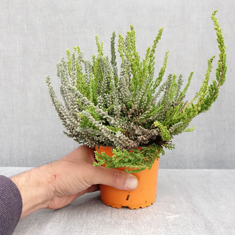 Ejemplar de Calluna vulgaris Garden Girls Sunset Fire Trio - Brecina Maceta 1L/1,5L entregado en otoño