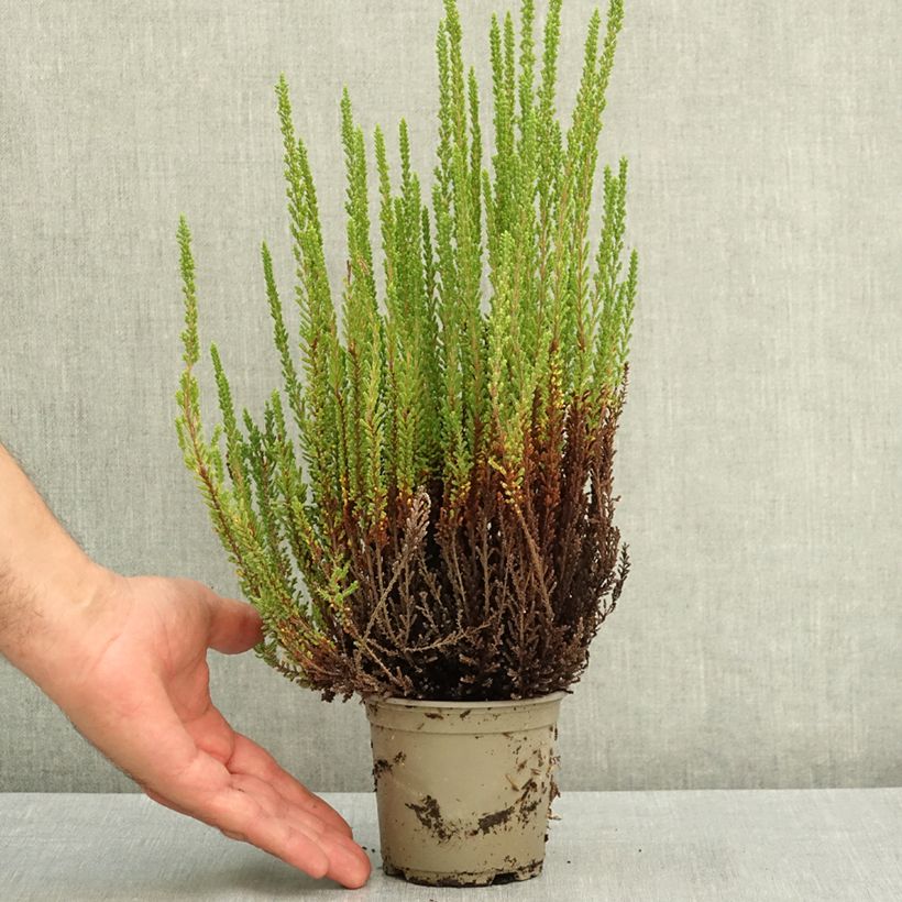 Ejemplar de Calluna vulgaris Garden Girls Zelia - Brecina Maceta 1L/1,5L entregado en verano