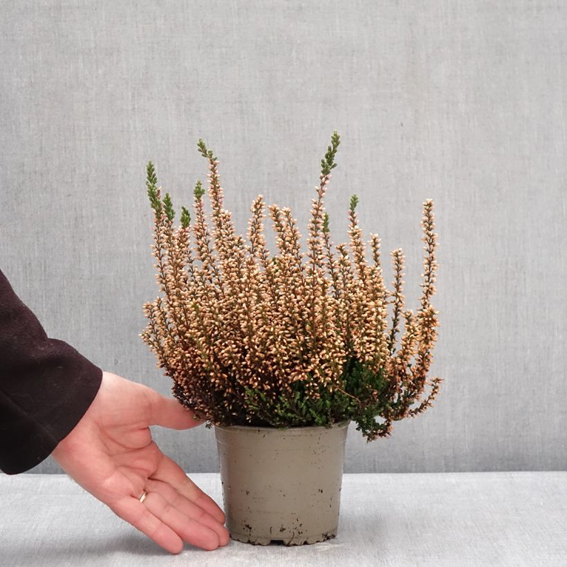 Calluna vulgaris Garden Girls Zelia - Brecina Maceta 1L/1,5L Ejemplar entregado en invierno