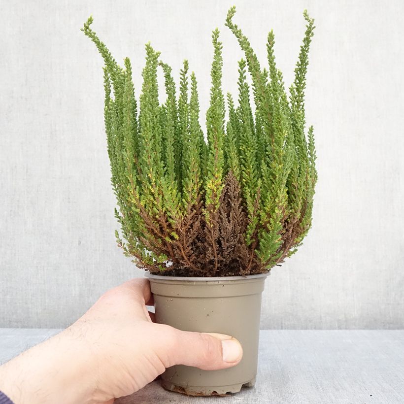 Calluna vulgaris Garden Girls Zelia - Brecina Maceta 1L/1,5L Ejemplar entregado en la primavera