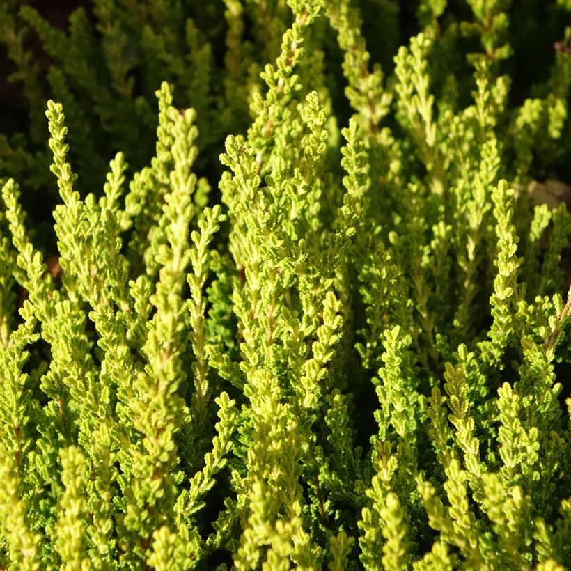 Calluna vulgaris Garden Girls Zeta - Brecina (Follaje)