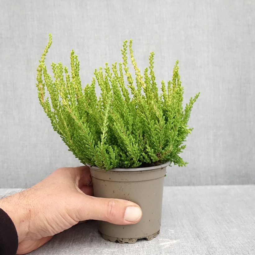 Ejemplar de Calluna vulgaris Garden Girls Zeta - Brecina Maceta 1L/1,5L entregado en otoño