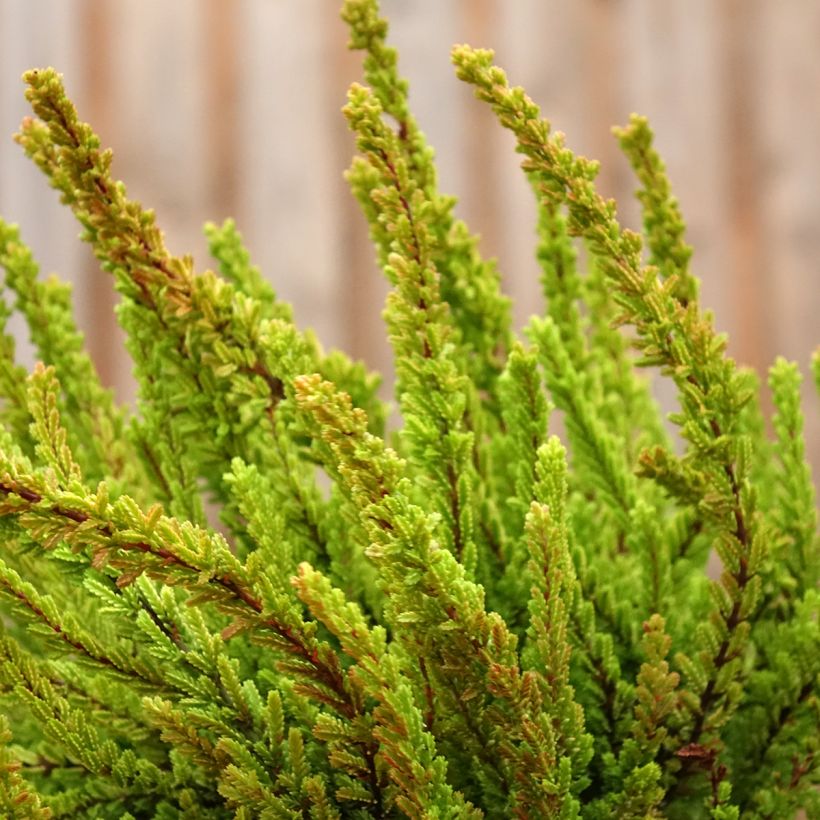 Calluna vulgaris Garden Girls Zoe - Brecina (Porte)