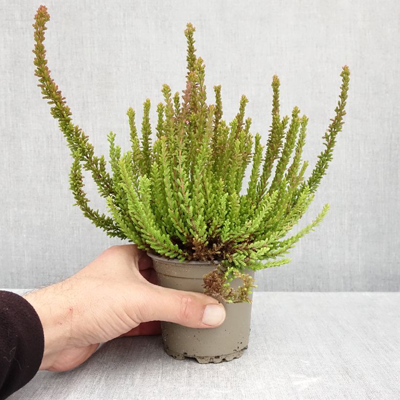 Ejemplar de Calluna vulgaris Garden Girls Zorina - Brecina Maceta 1L/1,5L entregado en otoño