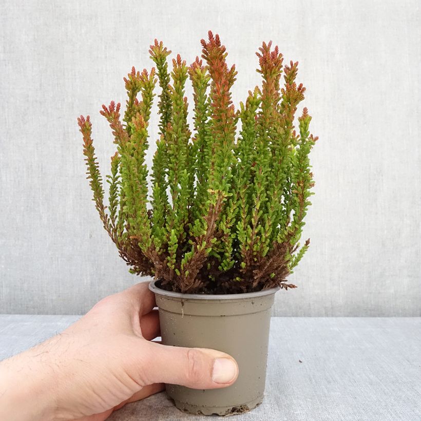 Calluna vulgaris Garden Girls Zorina - Brecina Maceta 1L/1,5L Ejemplar entregado en la primavera